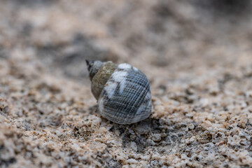 Echinolittorina hawaiiensis or Hawaiian Periwinkle is a marine gastropod mollusk in the family Littorinidae. Ko Olina Beach Park Honolulu Oahu Hawaii