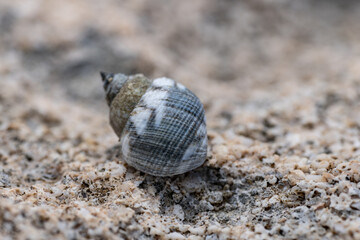 Echinolittorina hawaiiensis or Hawaiian Periwinkle is a marine gastropod mollusk in the family Littorinidae. Ko Olina Beach Park Honolulu Oahu Hawaii