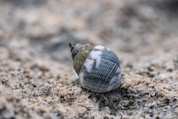 Echinolittorina hawaiiensis or Hawaiian Periwinkle is a marine gastropod mollusk in the family Littorinidae. Ko Olina Beach Park Honolulu Oahu Hawaii