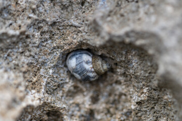 Echinolittorina hawaiiensis or Hawaiian Periwinkle is a marine gastropod mollusk in the family Littorinidae. Ko Olina Beach Park Honolulu Oahu Hawaii