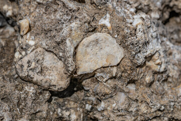 Coral Reef Limestone, Ko Olina Beach Park Honolulu Oahu Hawaii