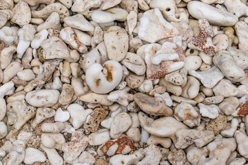 Dead coral fragments on Ko Olina Beach Park Honolulu Oahu Hawaii