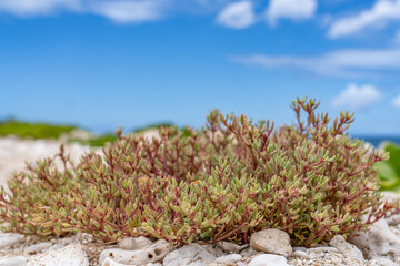 Sesuvium verrucosum is a species of flowering plant in the family Aizoaceae，western sea-purslane and verrucose sea-purslane. Ko Olina Beach Park Honolulu Oahu Hawaii