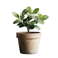 Fototapeta premium Small green plant with oval leaves sits in rustic terracotta pot, exuding sense of tranquility and natural beauty. simple design highlights plant vibrant foliage