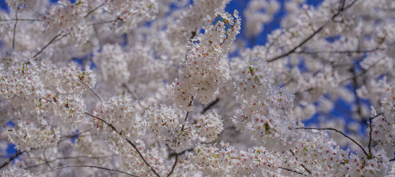 Branches of blossoming cherry on blue sky background. Spring photo of blossom spring nature. White flowers the fruit tree. Cherry blossoms white flowers against a blue sky.