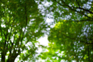 Green leaf background. Green leaf forest on blurred greenery background. Bokeh background. Green nature background. Green leaf in forest. Leaves plants blurred backdrop.