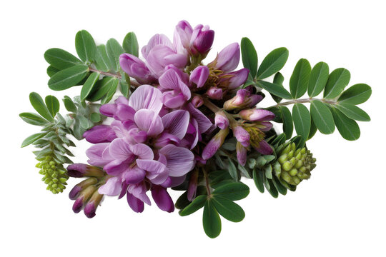 Purple astragalus flowers and green leaves isolated on transparent background