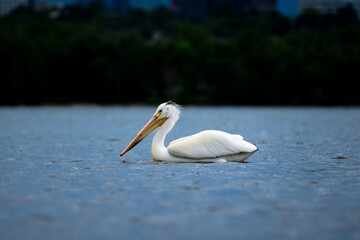 pelican at the lake