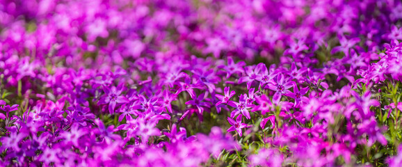 Moss phlox. Flowers background. Spring background. Natural bloom floral background. Beautiful spring flowers banner. Spring blooming template. Flowers texture for spring design. Blossom background.