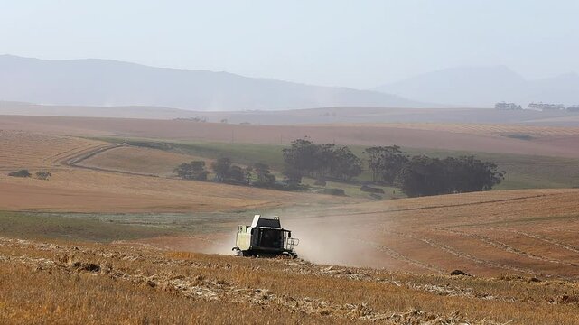 Combine harvester collects windrows of wheat in field for threshing