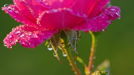 Dew-Kissed Pink Rose Petals Close Up Macro Video - Powered by Adobe