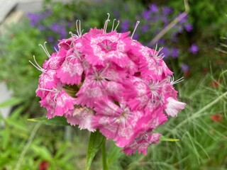 Rosa Blüte einer Bartnelke blüht in der Natur
