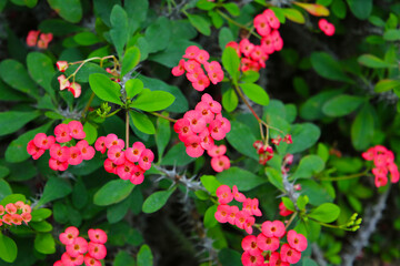 Bright pink flowers of the Crown of Thorns plant blooming among green leaves and thorny stems.