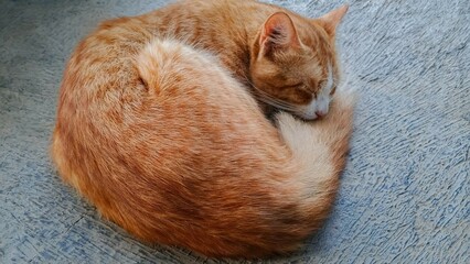Orange tabby cat curled up and sleeping peacefully on textured cement ground. Warm natural lighting, close up top view. Cozy and calm domestic animal moment.