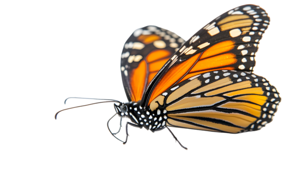 Realistic butterfly wings in motion on transparent PNG