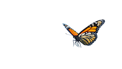 Butterfly in flight with fluttering wings on clear canvas