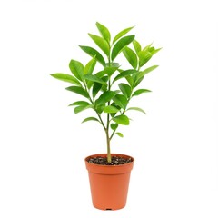 Fototapeta premium Small citrus plant in pot isolated on white background. use cases: decoration, gardening.