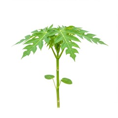 Obraz premium Young papaya plant isolated on white background. use cases: botany, gardening.