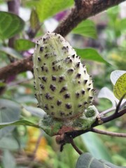 Closeup of purple datura fruit on the tree. It's the fruit of the Datura plant, a highly poisonous nightshade with vespertine-flowering characteristics