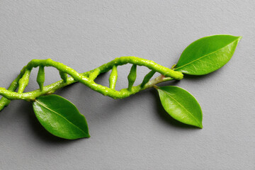 DNA made out of green leaves on grey background