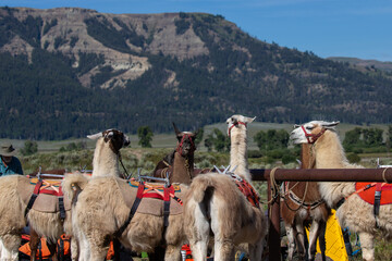 llama in the mountains
