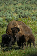 buffalo in the field
