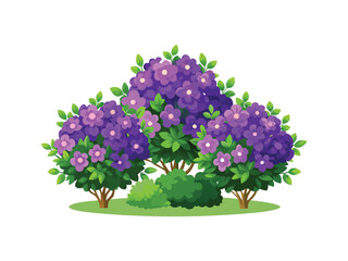 Purple flowering shrubs garden illustration isolated on white background
