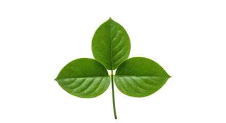 Three Green Leaves PNG Transparent Background.