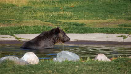 Grizzly in the water