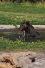 Grizzly in water