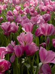 pink and white tulips