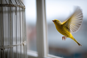 Canary escaping cage, flying toward open window
