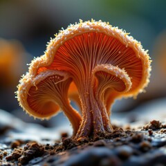 Orange Mushroom Cluster in Forest