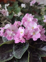 pink hydrangea flowers