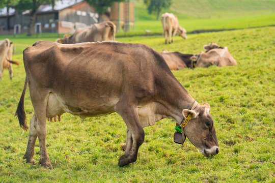 Dairy cows. Cow at meadow. Cattle in green field. Cow in grassy pasture. Cow in the countryside. Cows graze on summer meadow. Rural landscapes with cows. Cows in a pasture. Cattle cow grazing on - Powered by Adobe