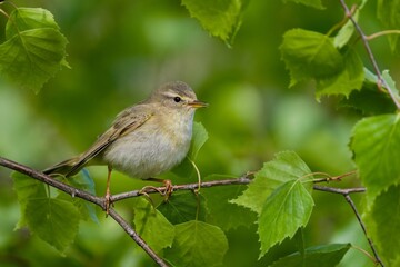 willow warbler sits on a birch twig. Phylloscopus trochilus. Wildlife scene fron nature. Song bird in the spring