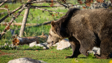 wild bear in the woods