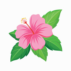 pink hibiscus flower