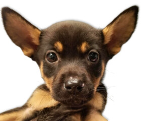 Large-Eared Puppy on White Background
