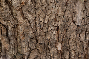 bark of a tree close up