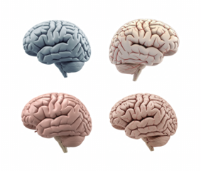 Collection of human brain models in different colors isolated on transparent background  