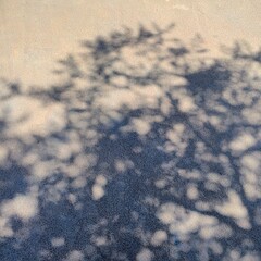 Shadow under strong sunlight highlighting natural surface texture, capturing the beauty of nature's intricate details. Abstract patterns, emphasizing texture, contrast, and organic aesthetics.