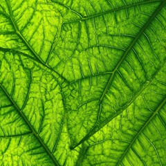 A close-up view showcasing the intricate details of the underside of vibrant green leaves, highlighting their texture, veins, and tiny droplets of water.