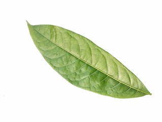 Obraz premium Green leaf isolated on white background, Botanical photography for creative design 