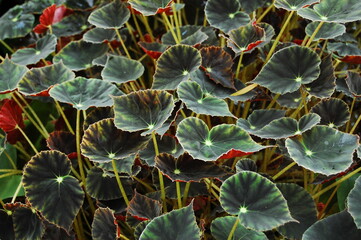 Eyelash Begonia (Begonia bowerae) found in the main glass house building of The Orchid House (Griya...