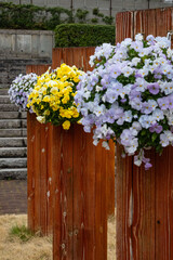 Vertical image of wooden jars with beautiful blooming colored flowers in yellow and violet outdoor at daytime during spring in a Japanese garden in Hiroshima in Japan.
