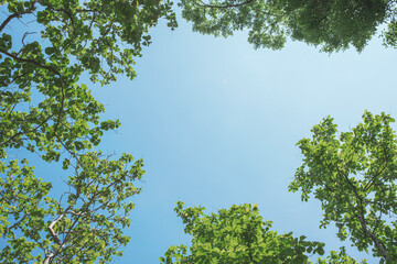 Fototapeta premium Bottom-up view tall trees with vibrant green leaves on sky background. Sustainable conservation and ecology concept