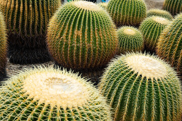 Round desert cacti in natural light inside a greenhouse in Hiroshima, Japan at daytime with space for text.