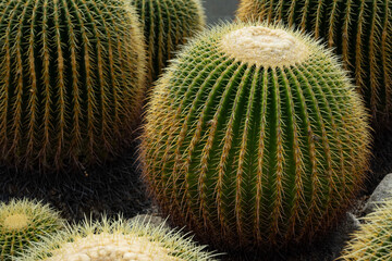 Round desert cacti in natural light inside a greenhouse in Hiroshima, Japan at daytime with space for text.
