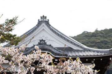 The beautiful decorated roof of a Japanese temple framed by blooming cherry trees with white flowers outdoor at daytime during spring in Kyoto in Japan with space for text.